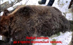 Video thống đốc Nga bắn chết gấu ngủ đông gây phẫn nộ
