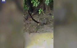 Video: Cầy mangut đại chiến rắn cây và cái kết hãi hùng