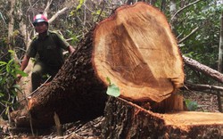 Phát hiện nhiều sai phạm trong vụ tận thu gỗ ở Đắk Lắk