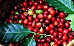 Giá nông sản hôm nay 7/9: Vừa tăng cao giá cà phê lại đồng loạt giảm, giá tiêu tăng nhẹ