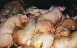 Dùng động vật chết do bệnh chế thực phẩm bị phạt tới 100 triệu đồng
