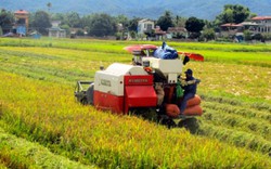 Liên kết trồng lúa với HTX Thanh Yên, nhà nông khỏi lo đầu ra
