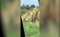 Video sư tử đực đầu đàn bị 9 con cái quây cắn xé tàn bạo