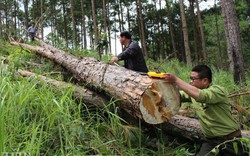 Vụ phá rừng tại Nam Ban: Yêu cầu xử lý dứt điểm