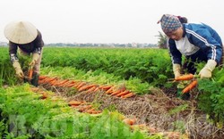 Chưa thu hoạch, cà rốt Đức Chính đã có 9 doanh nghiệp "đặt gạch"