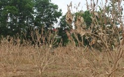 Nghệ An: Cây "đặc sản" chết khô sau lũ, thiệt hại hàng tỷ đồng