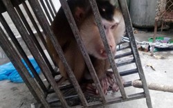 Huế: Giải cứu khỉ đuôi lợn quý hiếm bị rao bán qua mạng