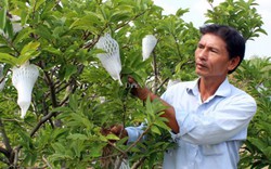 Thiếu liên kết, nhà vườn Tây Ninh chấp nhận bán non mãng cầu