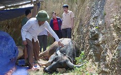 Nghệ An: Rơi nước mắt nhìn 43 con trâu, bò chết do dịch bệnh