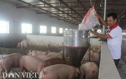 Giá heo hơi hôm nay 11/9: Công ty C.P tăng giá bán, giá lợn hơi vào đợt tăng mới