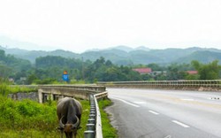 Xé rào, lùa trâu sát mép cao tốc dài nhất Việt Nam