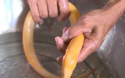 Phát sốt: Lũ về bắt được lươn vàng, không dám ăn, cho làm kiểng