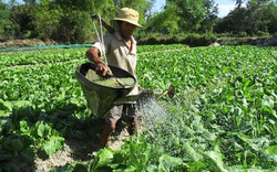 Quảng Nam: Làng khấm khá nhờ "Sống trong cát trắng như là tuyết rơi"