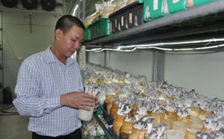 Cận cảnh "đại bản doanh" sản xuất nấm Hàn Quốc quy mô lớn ở Thủ đô