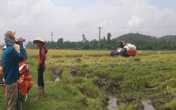 Hà Tĩnh: Lại xuất hiện bảo kê máy gặt lúa chặt chém nông dân mùa lũ
