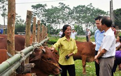 Cải tạo bò thịt bằng thụ tinh nhân tạo, làm lợi hàng tỷ đồng