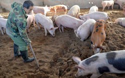 Việt Nam chưa cho phép nhập khẩu lợn từ Trung Quốc