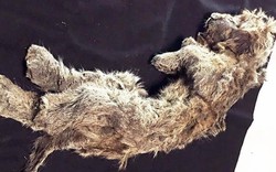 Cận cảnh xác ướp sư tử nguyên vẹn 50.000 năm ở Siberia