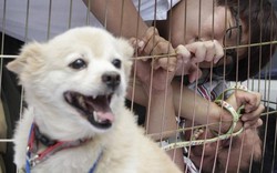 Tranh cãi ăn thịt chó: Đĩa thịt chó không nói lên đạo đức con người