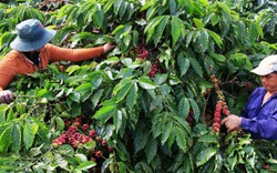 “Đánh số” vườn cà phê trên mạng