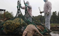 Khẩn: Tạm dừng nhập khẩu thịt lợn và sản phẩm thịt lợn từ Hungary, Ba Lan