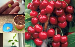 Từ A-Z cách trồng cherry tại nhà, vừa để trang trí vừa để lấy quả