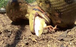 Thả trăn anaconda khổng lồ vào chuồng gà và cái kết rùng mình