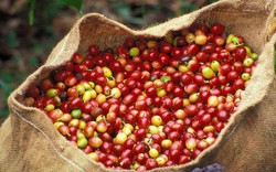Giá nông sản hôm nay 15/9: Giá cà phê giảm liên tục, vẫn khó bán, giá tiêu không đổi