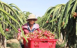 Giá thanh long Bình Thuận bất ngờ tăng mạnh nhờ... Trung thu