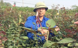 Bỏ lúa trồng hoa hồng, mỗi sào cho thu hơn 30 triệu đồng