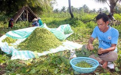 Trồng đậu nành rau, bán quả xanh, nhanh có tiền