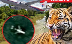 Nóng: Nguy hiểm chết người rình rập thợ săn MH370 trong rừng Campuchia