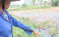 Nghệ An: Làng quê bị ô nhiễm nặng từ nước thải làng nghề bún, bánh