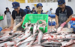 Mới: FSIS đề xuất công nhận Việt Nam đủ điều kiện XK cá tra vào Mỹ