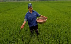 Bi kịch của người trồng lúa: Làm 1 mẫu ruộng, tạm đủ ăn là may lắm