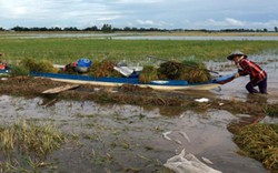 Nam Định: Chán gieo cấy, người dân bỏ hoang gần 1.000ha đất lúa