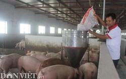 Giá heo hơi hôm nay 18/9: Lợn hơi khan hiếm, nhiều nơi tăng lên 55.000 đồng/kg