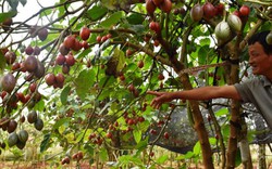 Cà chua thân gỗ trĩu quả, bán 150.000/kg, ở Lâm Đồng có hơn 30 ha