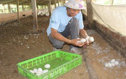 Hưng Yên: Lan tỏa hội nghề nghiệp giúp nhau cùng làm giàu