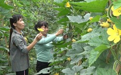 Phú Thọ: Văn Lang-cả làng thu 200 tỷ...nhờ cây hoa vàng quả xanh