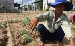 Giá hành tím rớt bèo bọt, nông dân mỏi mắt chờ... thương lái