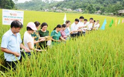 Loại gạo có vị thơm ngon nhờ nguồn nước suối trong vắt ở Tân Trào