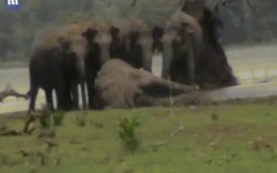 Kinh ngạc cảnh 300 con voi khóc thương ở "đám ma" voi đầu đàn bị giết