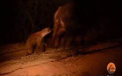 Video: Trâu đánh đuổi đàn sư tử, bị linh cẩu ngoạm chỗ hiểm