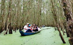 An Giang: Xem chim rừng tràm, ăn cá linh kho, ngắm bông điên điển