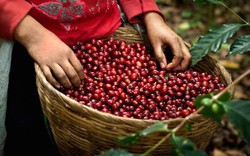 Giá nông sản hôm nay 20/9: Giá cà phê đổi hướng, giá tiêu tăng lên 51.000 đồng/kg