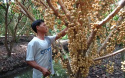 Hậu Giang: Ai qua Ngã Bảy, nhớ ghé vườn dâu "no mắt", ngon miệng này