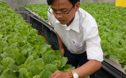 8X Sài Gòn bỏ ngân hàng lương cao về "nghịch nước" trồng rau