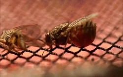Loài côn trùng truyền bệnh chết người nguy hiểm hơn cả muỗi