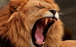 Mỹ: Đột nhập sở thú, gặp sư tử và nhận bài học nhớ đời